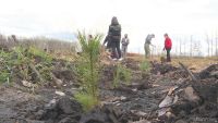 Вырубку деревьев на трассе М7 в районе Челнов и Нижнекамска компенсируют в 2024 году