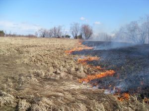 Управление Россельхознадзора по Республике Татарстан  напоминает об опасности выжигания сухой травянистой растительности, стерни, пожнивных остатков на землях сельскохозяйственного назначения